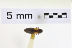 Foto (Dorsalansicht) von Tetralimonius humeralis (NHMW-ZOO-COL-0008620)